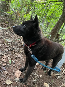 写真：ポラン8歳、リヤカーキャンプにて