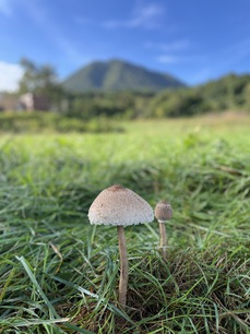 写真：牧草地に出現！