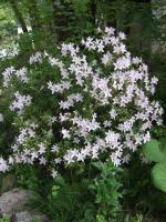 ツツジの花